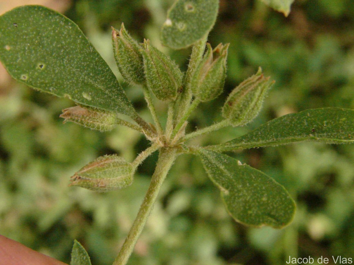 Glinus lotoides L.